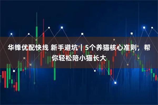 华锋优配快线 新手避坑｜5个养猫核心准则，帮你轻松陪小猫长大