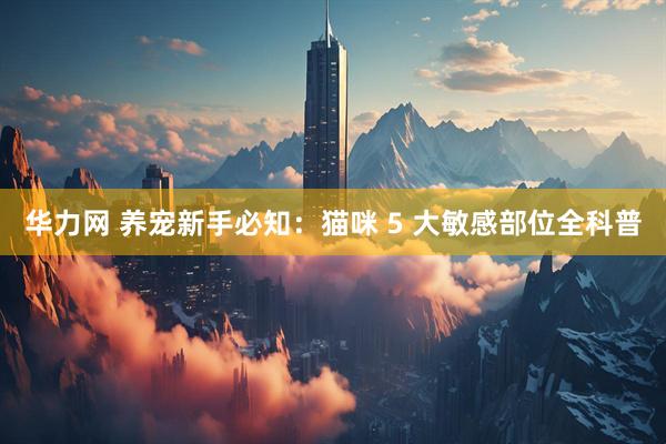 华力网 养宠新手必知：猫咪 5 大敏感部位全科普