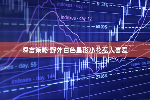 深富策略 野外白色星形小花惹人喜爱